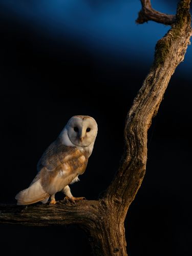 BARN OWL TWILIGHT by Steve Williams