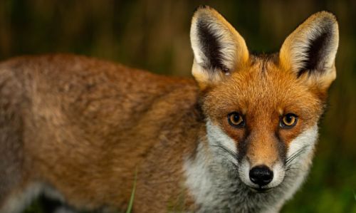 CUNNING MR FOX by Scott Antcliffe
