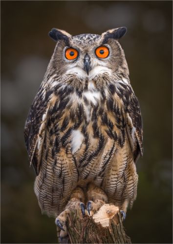 EURASION EAGLE OWL by Paul Townson