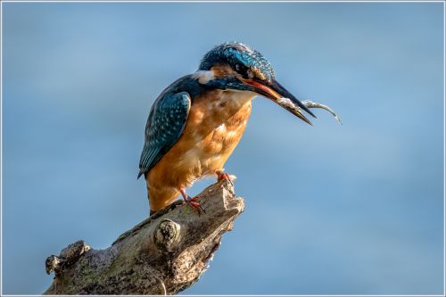 KINGFISHER by Michael Cantrell
