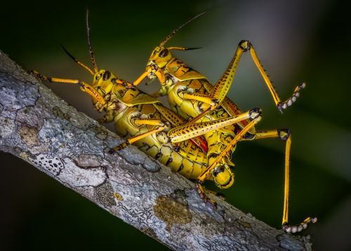 MATING LUBBER GRASSHOPPERS by Paul Townson