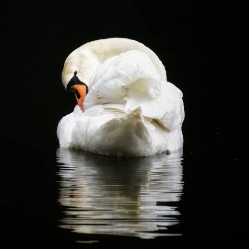 GRACEFUL SWAN by Robert Nixon-Betts