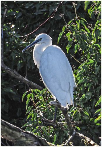 LITTLE EGRET by Roger Barnes