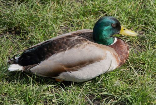 MALLARD AT REST by Stephen Presland