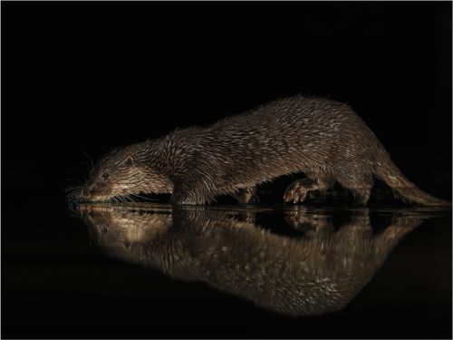 OTTER HUNTING AT NIGHT by Steve Williams