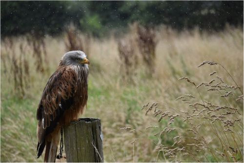 RED KITE IN THE RAIN by Chris Briddon