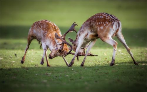 RUCKING STAGS by Paul Townson