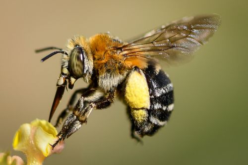 BEE FLY by Vaughan Minnshull