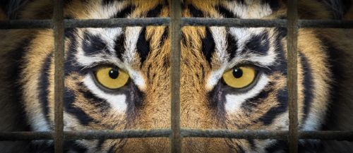 EYES OF A CAGED TIGER by Simon Beynon