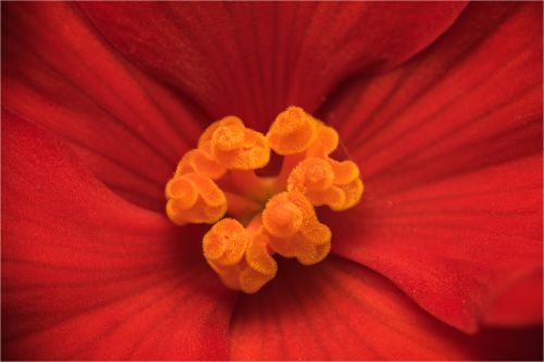 CURLY WURLEY STAMEN by Mike Cantrell