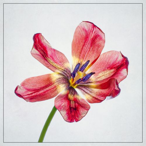 WILTING TULIP by John Rutherford