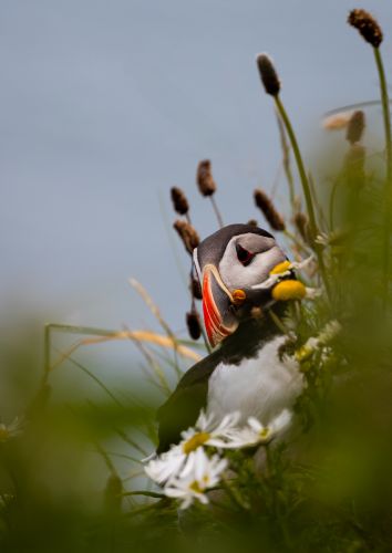PUFFIN by Tim Swift