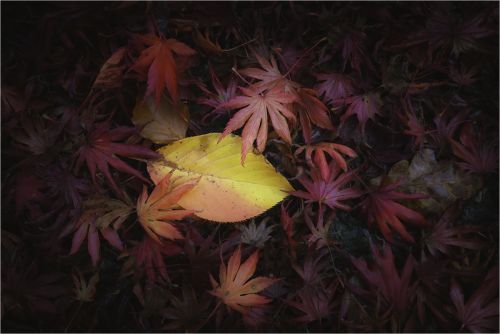 AUTUMN LEAVES by Andrew Evans