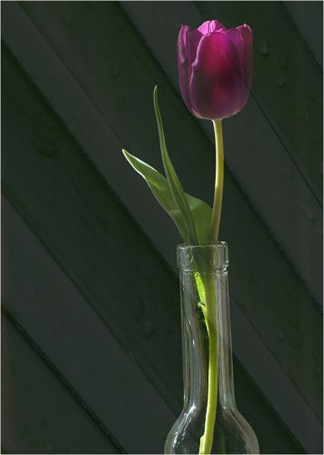 TULIP STEM STUDY by Andrew Evans