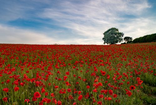 WE SHALL REMEMBER THEM by Scott Antcliffe