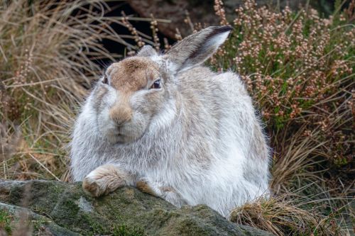 A MOUNTAIN HARE by Mike Cantrell