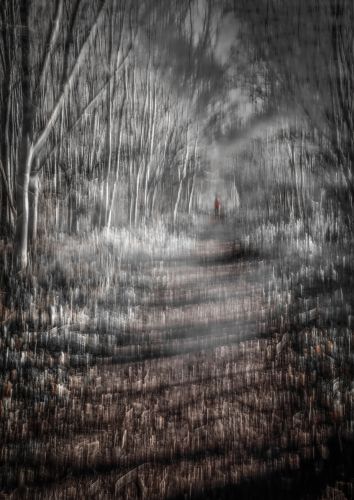 A WALK IN THE WOODS by Will Nightingale 
