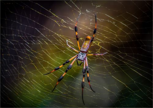 BANNANA SPIDER by Paul Townson