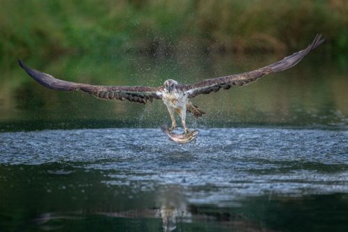 Osprey Success by Simon Beynon