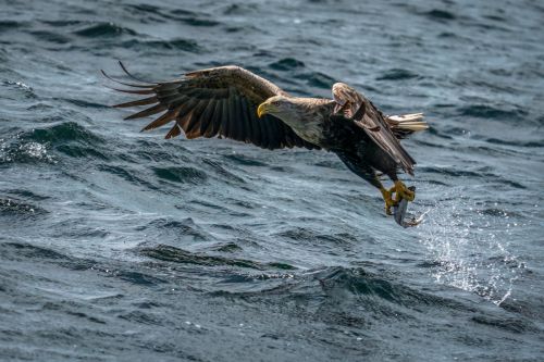 WHITE TAILED SEA EAGLE by Mike Cantrell