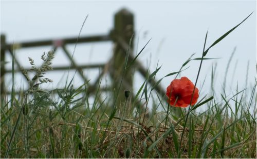 ALONE by Martin Mosley