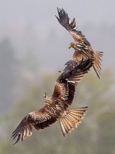 DUELLING RED KITES IN THE RAIN by Steve Williams