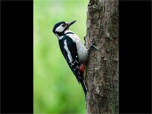 GREAT SPOTTED WOODPECKER by Barry Smith