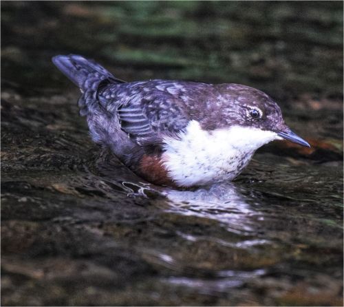 LOOKING FOR FOOD by Robert Nixon-Betts