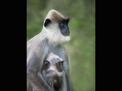 GRAY LANGUR WITH YOUNGSTER by Barry-Smith