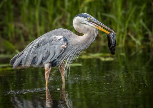 GREAT BLUE HERON WITH FISH by Paul Townson