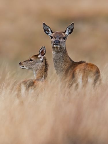 RED DEER HIND AND CALF by Steve Williams