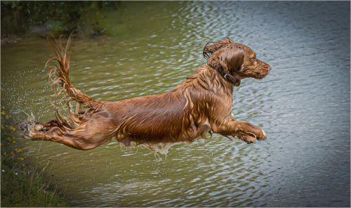 TAKING THE PLUNGE by Tim Ramsay