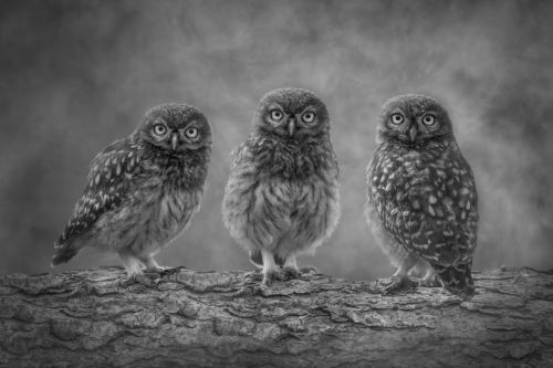 TRIPLE OWLETS by Simon-Beynon