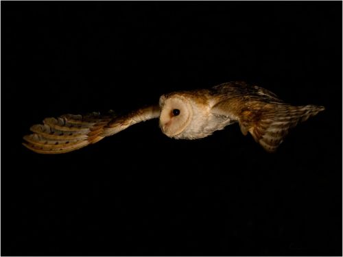 NIGHT BARN OWL by Steve Williams