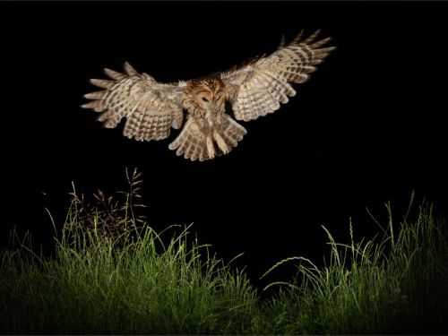 NIGHT OWL by Simon Beynon