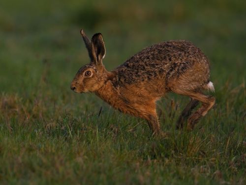 BROWN-HARE-RUNNING-by-Steve-Williams