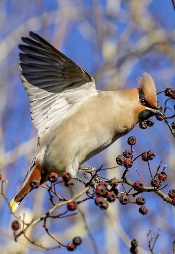 FEEDING-TIME-by-Will-Nightingale