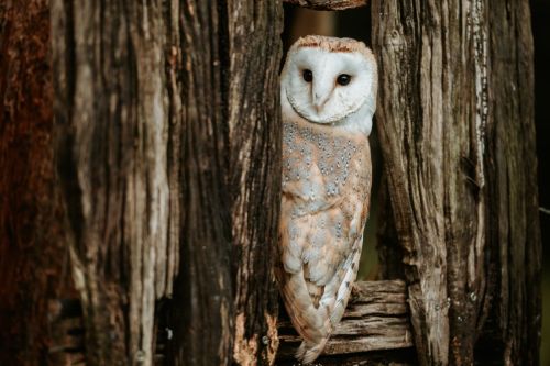 OWL-BY-MYSELF-by-Scott-Antcliffe