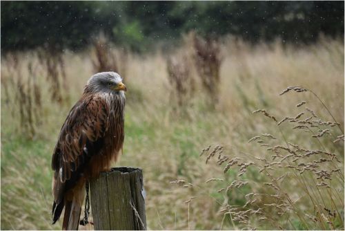 RED-KITE-IN-THE-RAIN-by-Chris-Briddon