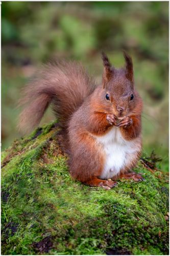 RED-SQUIRREL-by-Mike-Cantrell