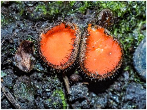 BUTTON FUNGUS by Roger Barnes