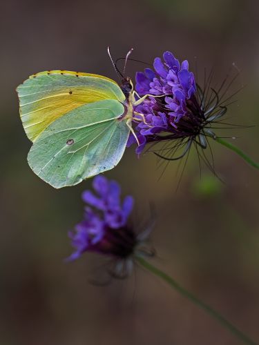 CLEOPATRA BUTTERFLY by Steve Williams