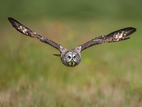 EAGLE OWL by Barry Smith