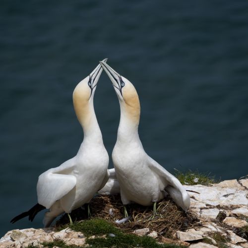 GANNET GREETING by Tim Swift