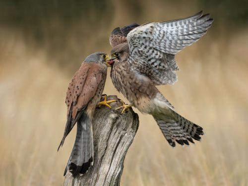 KESTRELS SHARING by Simon Beynon