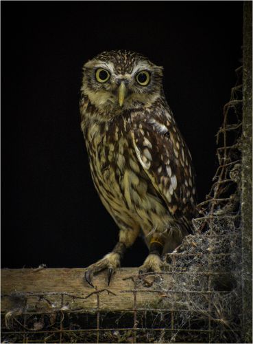 LITTLE OWL ON WINDOW LEDGE by Chris Briddon