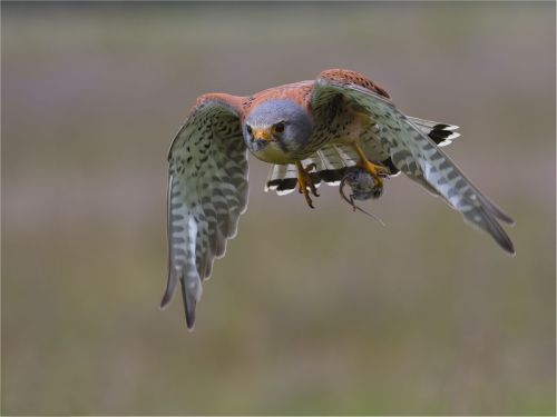 MALE KESTREL WITH KILL by Steve Williams