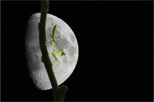 MANTIS AT NIGHT by Simon Grieve