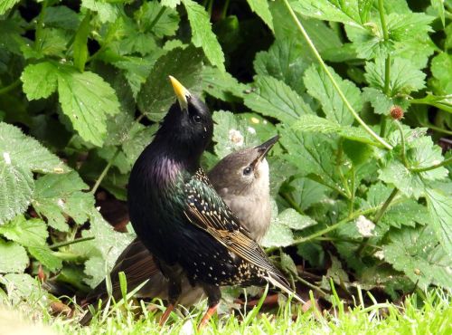 MUM BABE STARLINGS by Ann Bateman