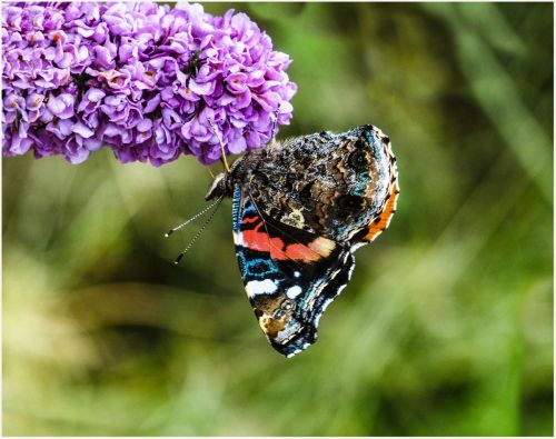 RED ADMIRAL by Roger Barnes